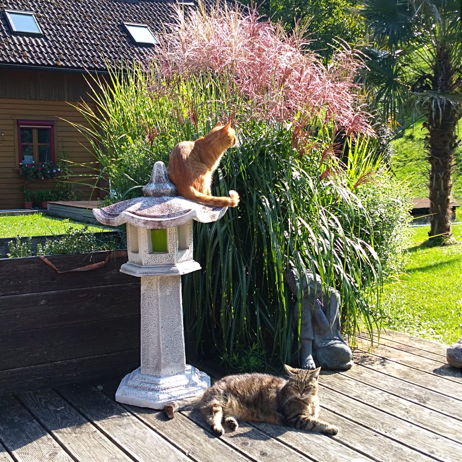 cranio-catzen Cranio sacrale catze auf Lampe in Garten